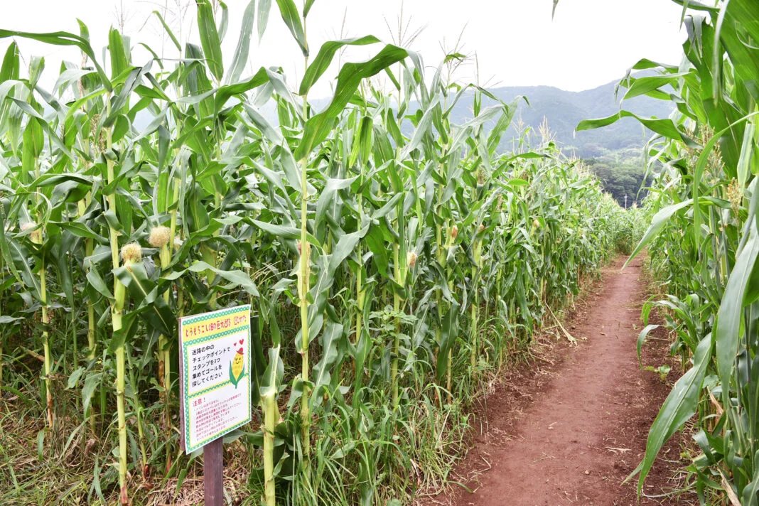 🐄 낙농왕국 오라체 이미지 8